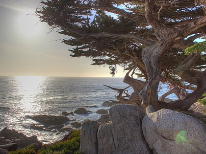 ghost trees pebble beach