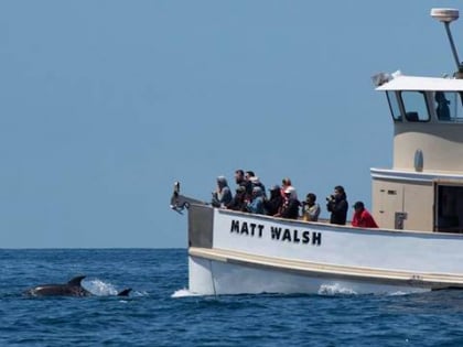matt walsh whale watching ballona wetlands