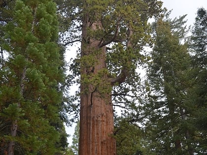 adam tree foret nationale de sequoia