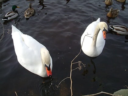 swan lake park long island