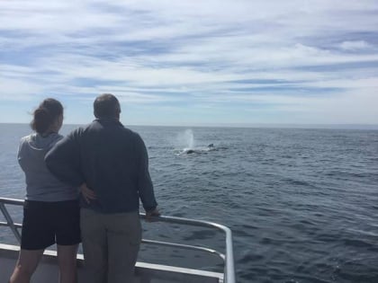 stagnaros whale watching cruises santa cruz