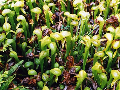 Darlingtonia State Natural Site