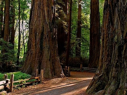 Park Stanowy Henry Cowell Redwoods