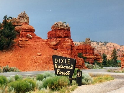dixie national forest