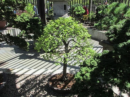 larz anderson bonsai collection boston