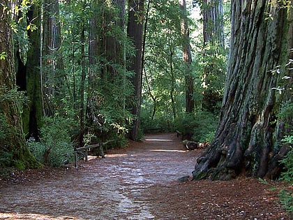 park stanowy big basin redwoods