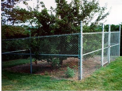 endicott pear tree peabody