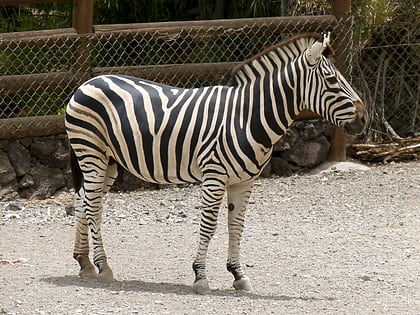 the maryland zoo baltimore
