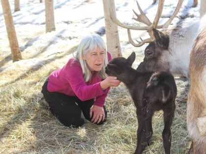 Running Reindeer Ranch