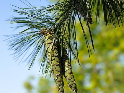 pine tree state arboretum augusta