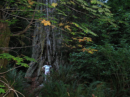 lost monarch park stanowy jedediah smith redwoods