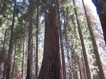 hart tree sequoia nationalpark und kings canyon nationalpark