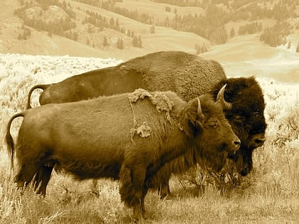 antelope island bison herd park stanowy antelope island