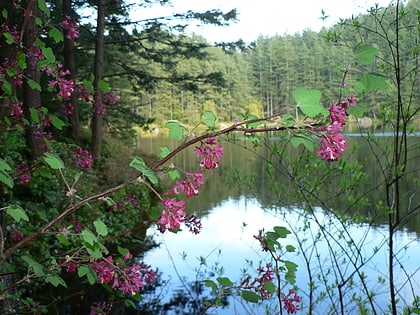 Little Cranberry Lake