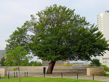 survivor tree oklahoma city