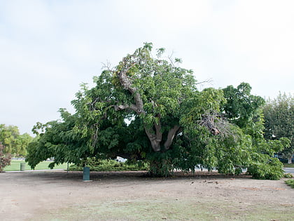 paradox hybrid walnut tree hacienda heights