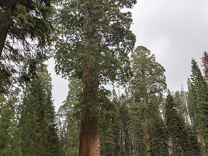 sentinel tree sequoia nationalpark und kings canyon nationalpark