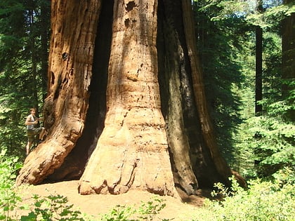 stagg tree foret nationale de sequoia