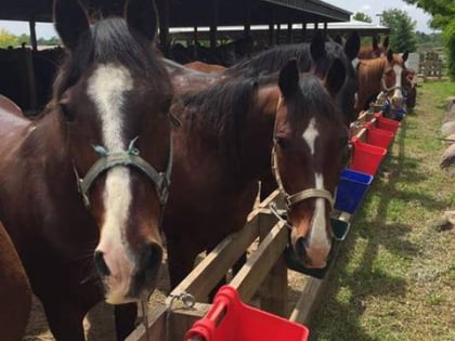 Canyon Creek Riding Stables