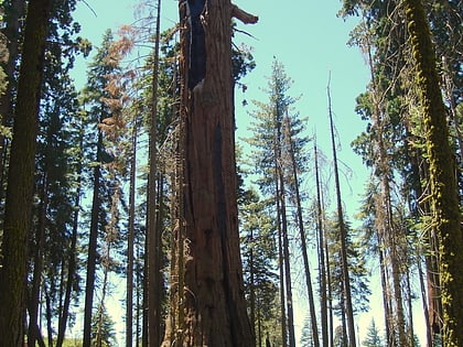 washington tree sequoia kings canyon