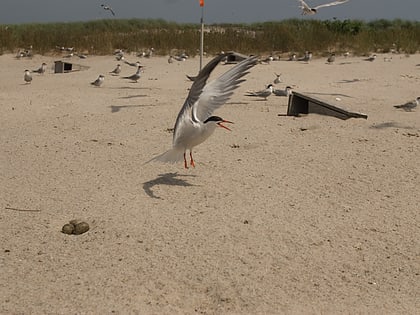 monomoy national wildlife refuge