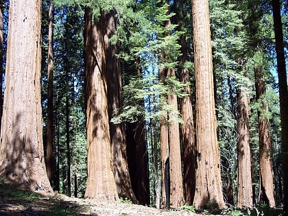 giant forest sequoia and kings canyon national parks