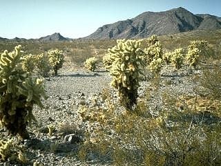 Bigelow Cholla Garden Wilderness