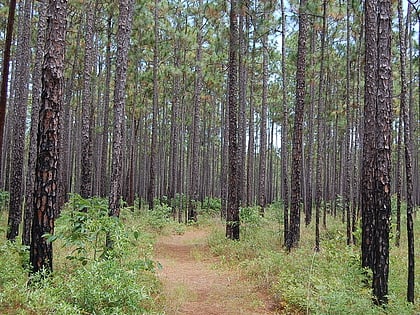 francis marion national forest