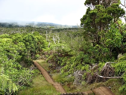 alakai wilderness preserve kauai