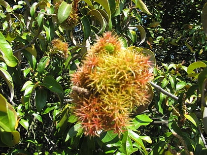 Reserva botánica regional Huckleberry