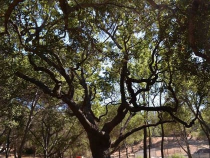 bethania lutheran church solvang