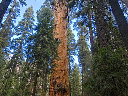 chief sequoyah parc national de sequoia