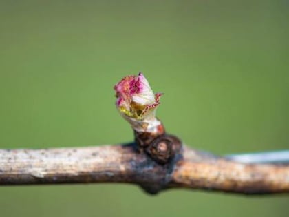 Dry Creek Vineyard