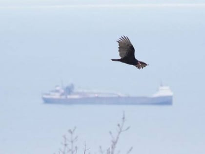 hawk ridge bird observatory duluth