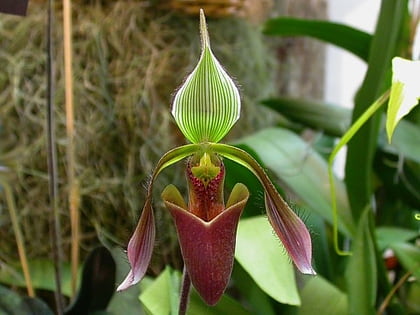 Colección de orquídeas y banco de especies Wheeler