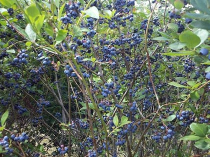 dexter blueberry farm