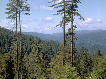 drzewo hyperion park narodowy redwood