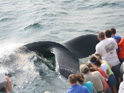provincetown whale watching