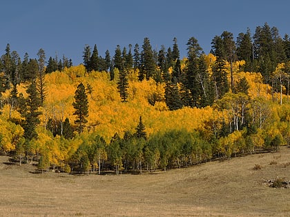 kaibab national forest