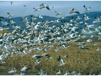 bosque del apache national wildlife refuge