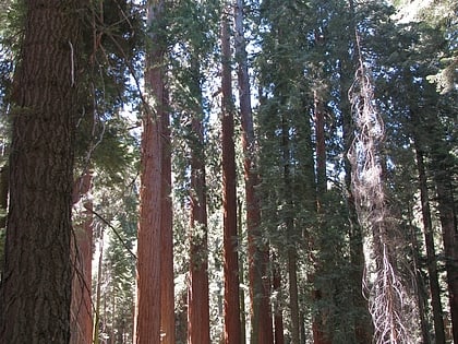 muir grove sequoia kings canyon