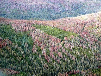 fraser experimental forest foret nationale darapaho