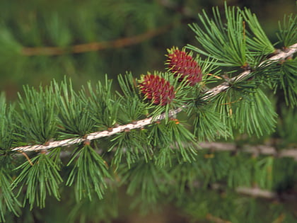 arboreto internacional de larix hungry horse