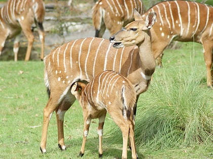 bronx zoo nowy jork