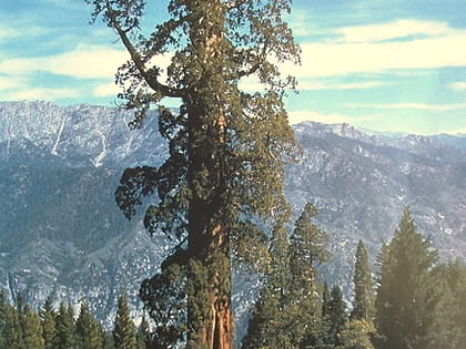 boole tree bosque nacional sierra