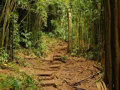 Manoa Falls Trail