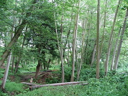 beecher park new haven