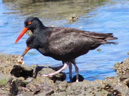 Richardson Bay Audubon Center & Sanctuary