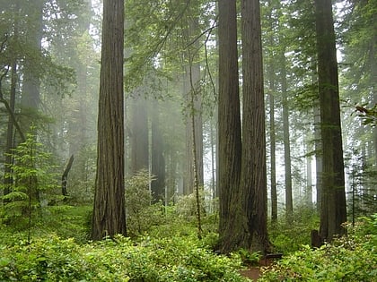 park narodowy redwood