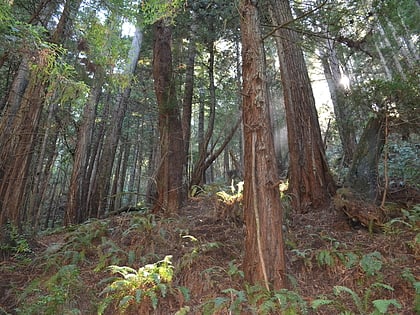 purisima creek redwoods open space preserve